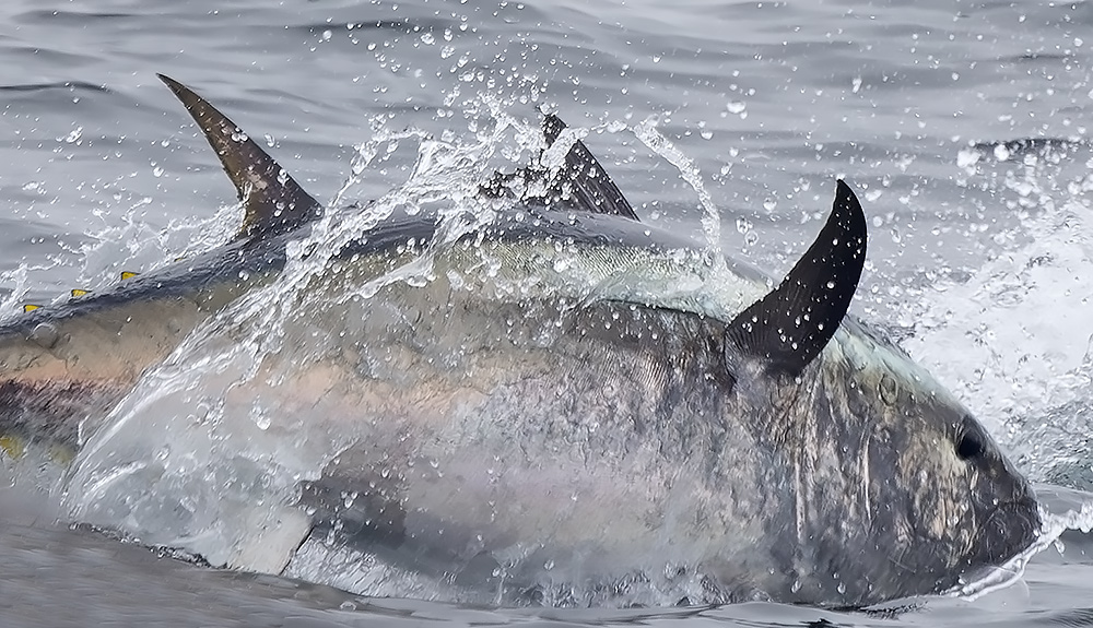 Bluefin tuna